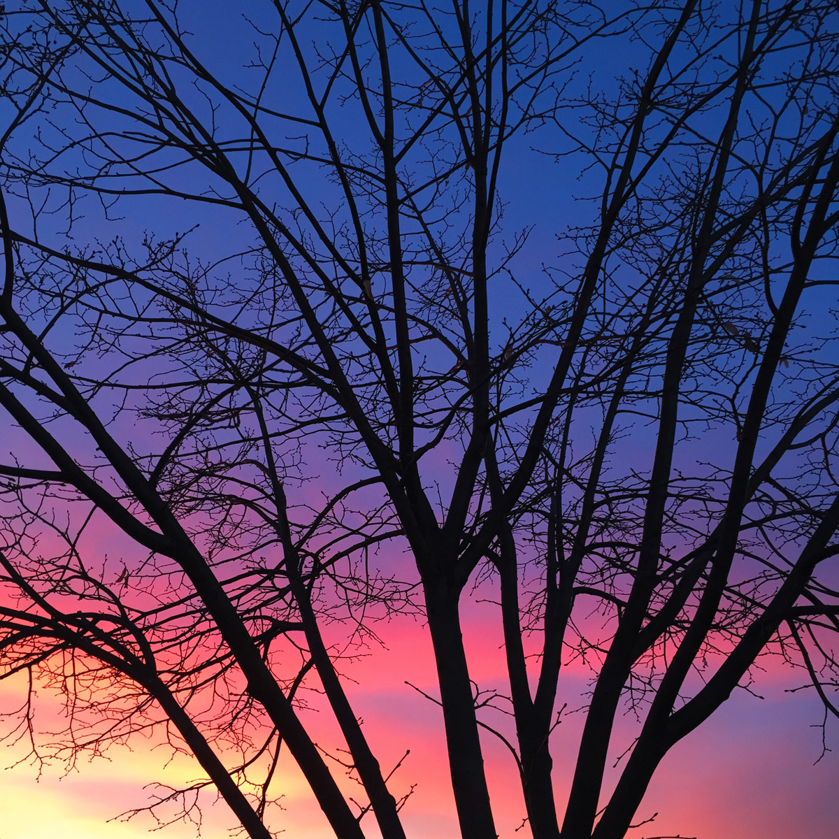 tree at sunset with no leaves