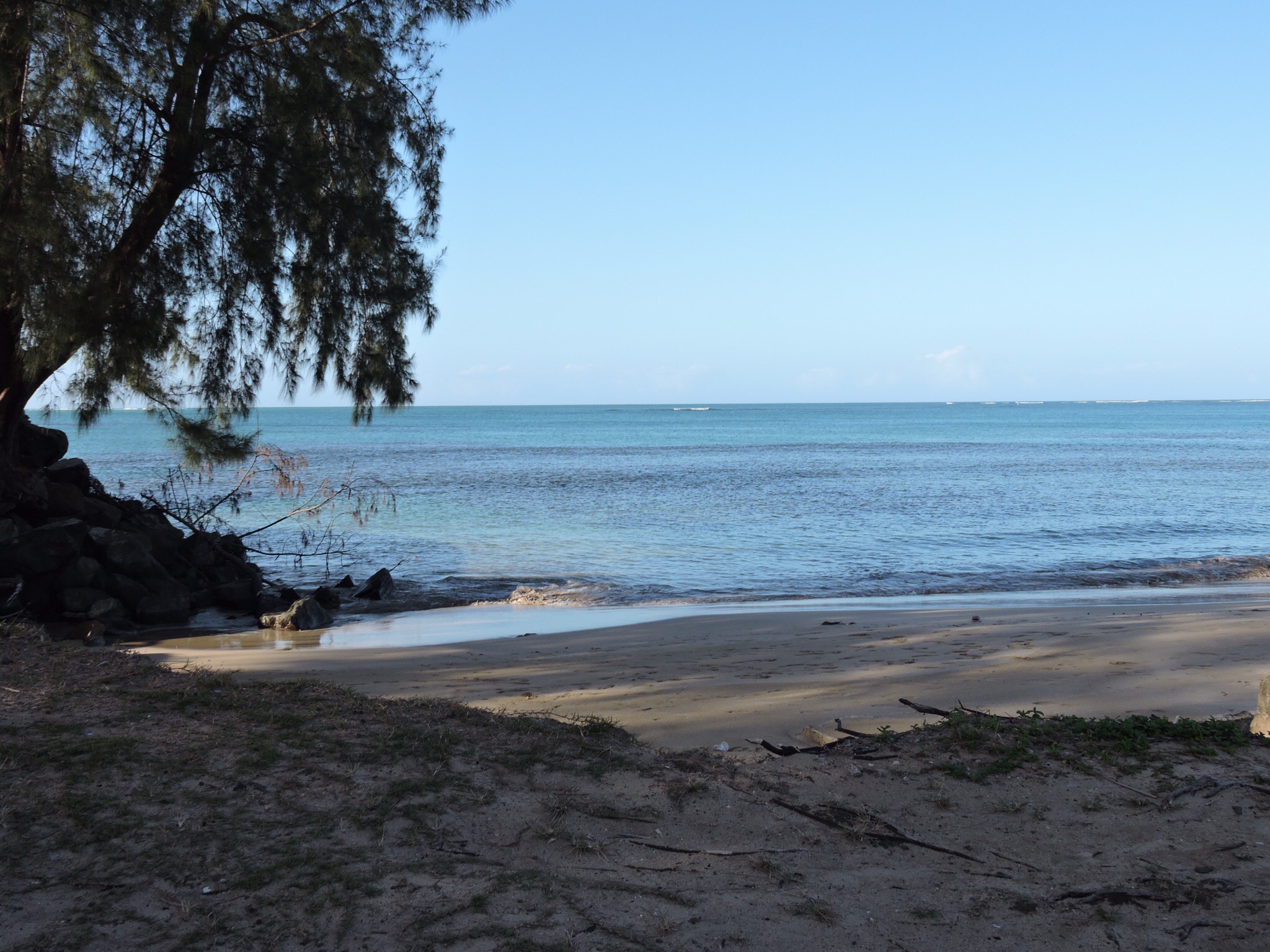 Ocean, trees, and sand