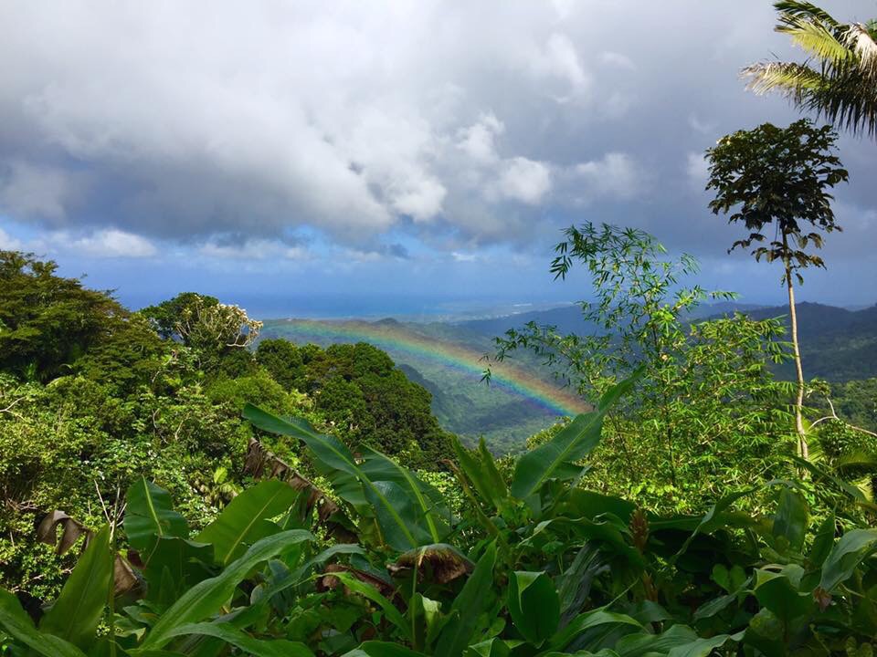 Rainforest and rainbow