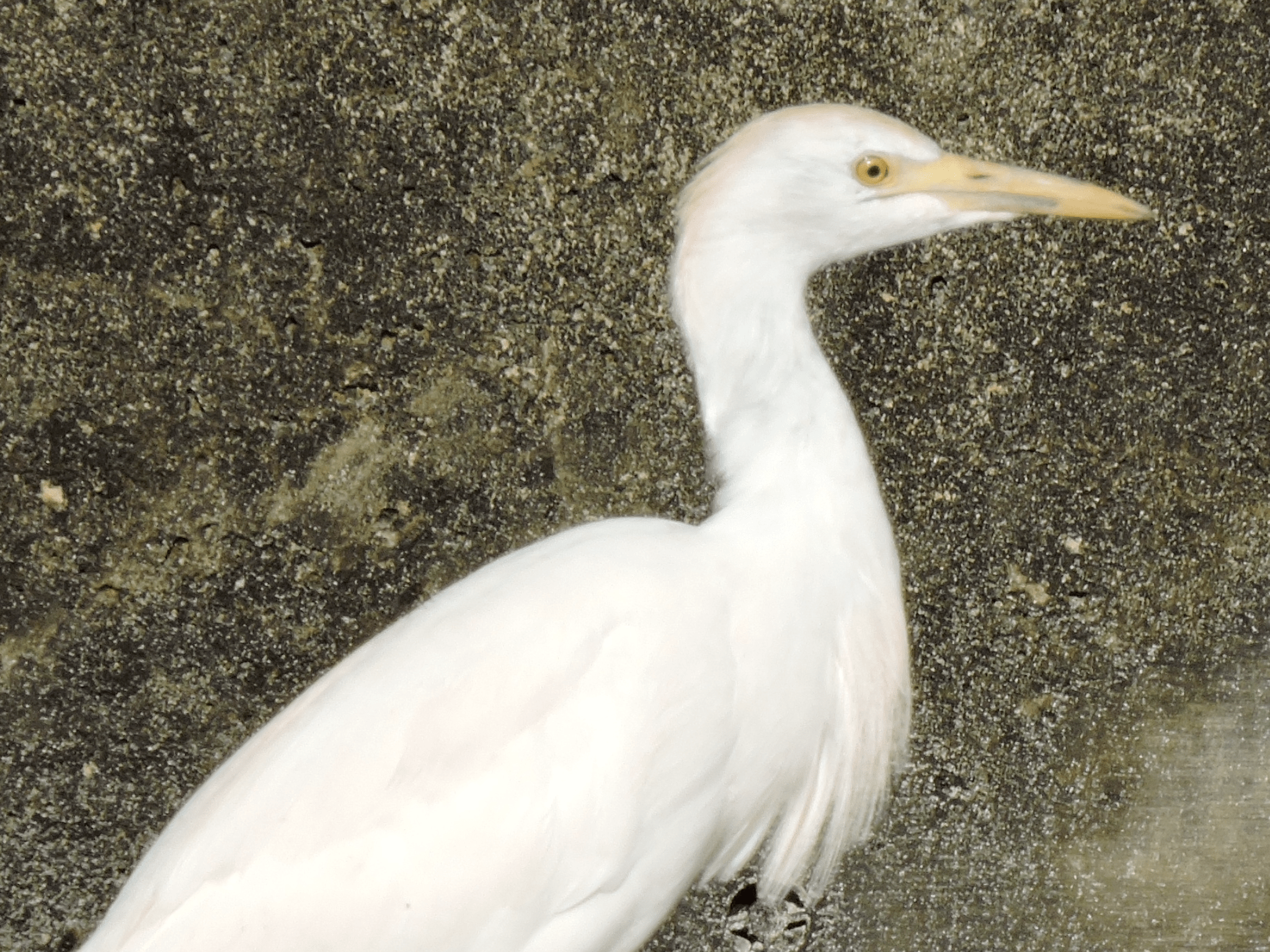 Egret (white bird)